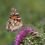 Vanessa (Cynthia) cardui (Linnaeus, 1758)