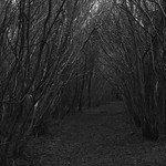 Forest Footpath on a Gloomy Winter's Day