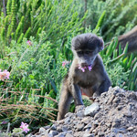 Chacma Baboon