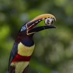 Pteroglossus castanotis