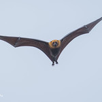 Fruit Bat-Flying Fox 501_7940.jpg