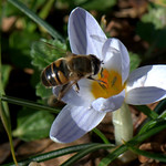 Hoverfly "dronefly" on Spring Crocus (Eristalis tenax - Crocus biflorus)