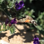 Hummingbird Hawk-moth (Macroglossum stellatarum)