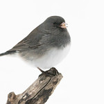 Junco in the Snow 01