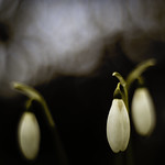 The first snowdrops