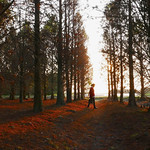 Immerse yourself in Deciduous Cypress