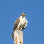 Ferruginous Hawk