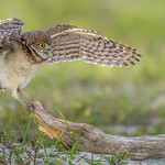 Young Burrowing owl