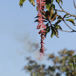 TetCoursVietnamien_IMG_0204_200215_NguyenMarc