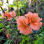 Our Chaenomeles (Flowering Quince) are blooming. This plant is a bit hidden under our taller Pear trees and doesn't get much care. I think I should move it to the front yard side garden. I'll read up if it need full or part sun. Right now it's in pretty m