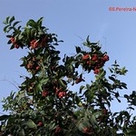 Tree of Malay Rose Apple, Jambo, Bergendal Resort, Suriname