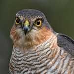 Male Sparrowhawk