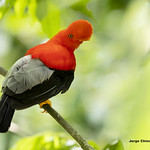 Andean cock-of-the-rock (Rupicola peruvianus)