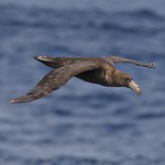 Northern Giant-Petrel (Macronectes halli)
