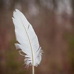 Feather