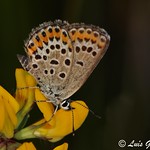 Plebejus argus ♀ (Linnaeus, 1758)