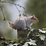 Stumpy's still around