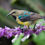 Sunbird