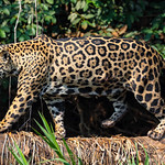 After Eating His Greens ...