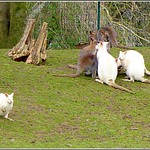 A Group of Wallabies ...