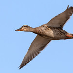 Mallard on the wing