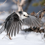 Gray Jay - Approach