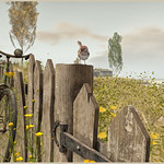 Springs almost here...