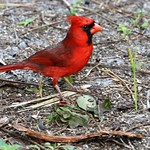 "Big Red" (in Explore)