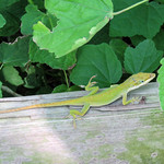 Day 11, Green Anole, South Padre Island, South Texas