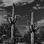 Desert Sentinels