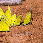 KV4A2770 Small Grass Yellow - Eurema brigitta, Temba Safari - Southafrica
