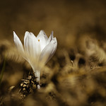 crocus
