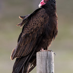 Turkey Vulture (Cathartes aura)