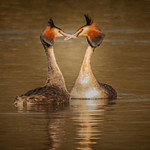 Courtship dance