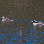 Hooded Mergnasers_