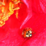 Pollen Dusted Ladybug