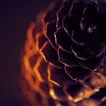 pinecone