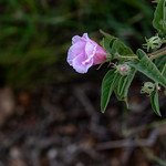 Unravelling Strut's Desert Rose