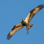 Turning in the Light