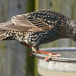 FEMALE STARLING