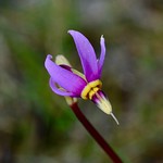 Few-flowered Shooting Star