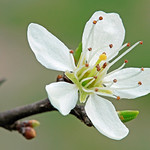 Prunus spinosa