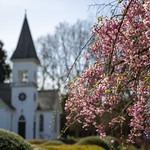 Church Blossoms