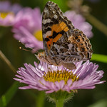 Painted Lady Butterfly