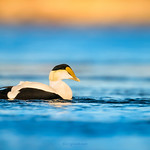 Common Eider