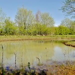 Keir Meadow Nature Resurve, Blean