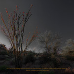 Ocotillo in Morning Light
