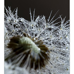 Voyage au coeur d'une fleur