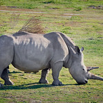Rhinocerotidae