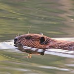 Beaver's evening patrol